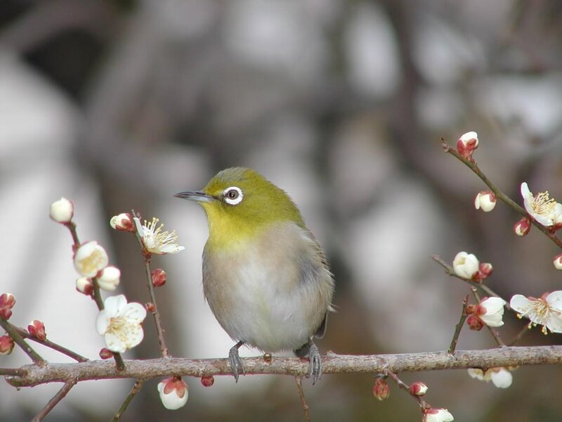 Green Bird on Branch — Serene, Spring, Photograph