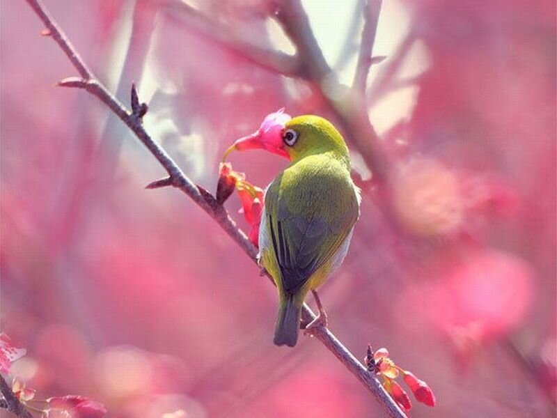 Green Bird on Branch — Serene, Spring