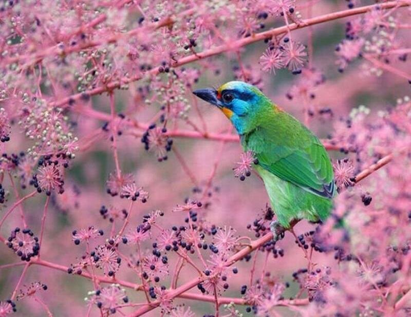Green Bird on Branch — Serene