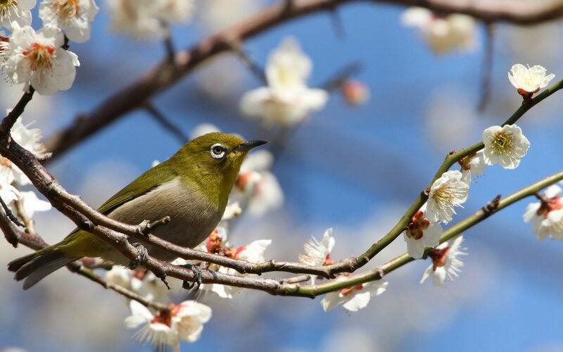 Green Bird on Branch — White