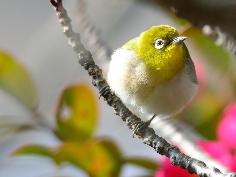 Green Bird on Branch — Yellow