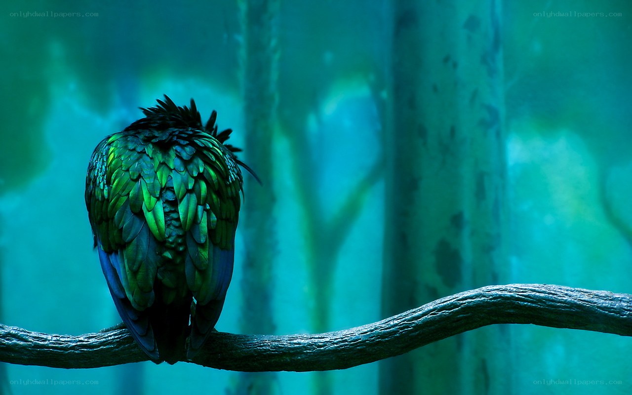 green bird on branch