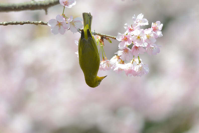 Green Bird on Cherry Blossom