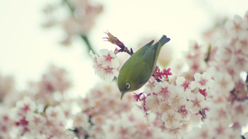Green bird on cherry blossoms