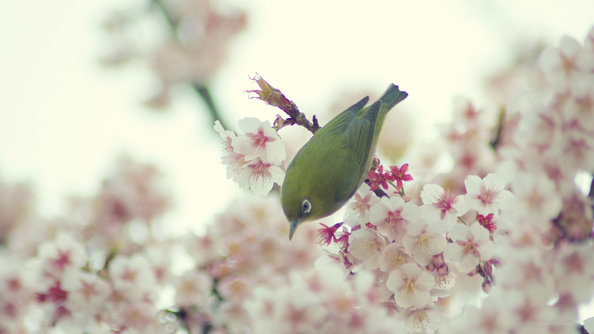 Green bird on cherry blossoms