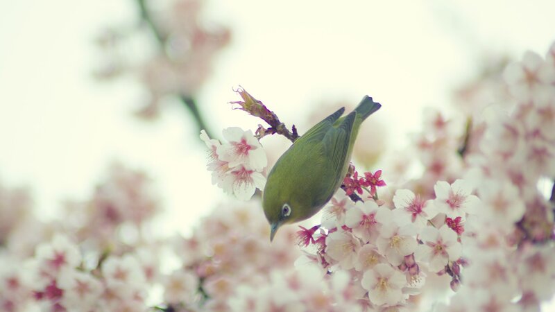 Green bird on cherry blossoms