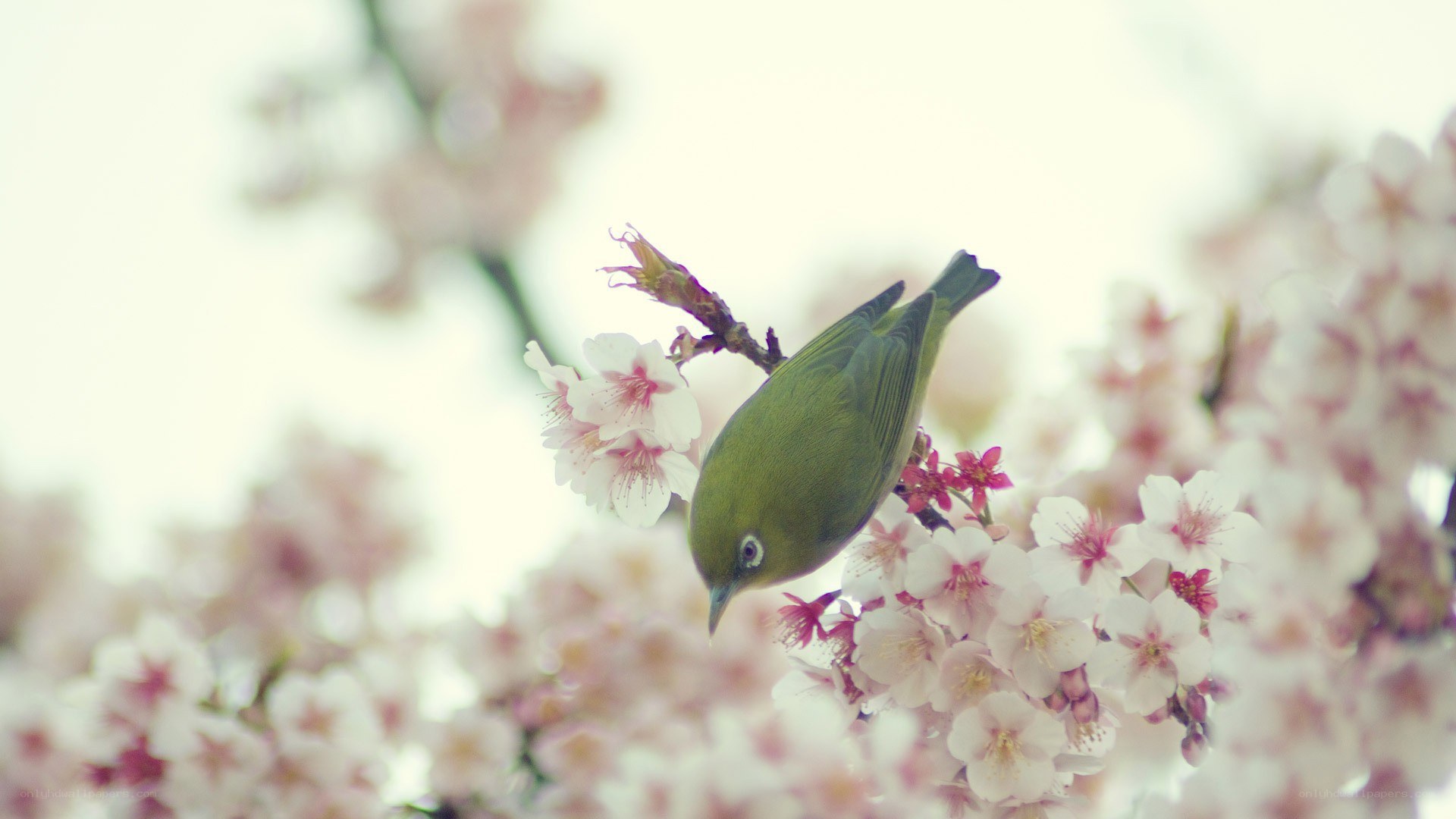 Green bird on cherry blossoms