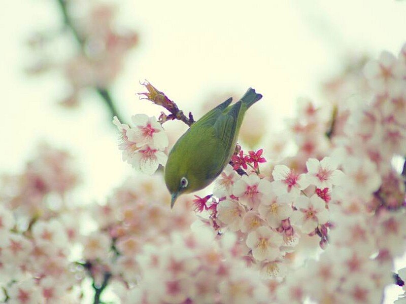 Green bird on cherry blossoms