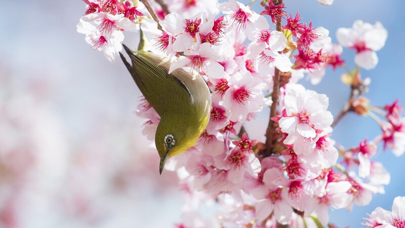 Green Bird on Cherry Blossoms — Pink, Serene, Spring, Photograph, Cherry Blossoms, Branch