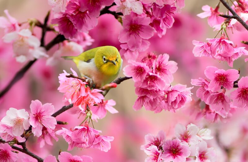 Green Bird on Cherry Blossoms — Pink, Serene, Spring, Photograph, Flowers, Branch