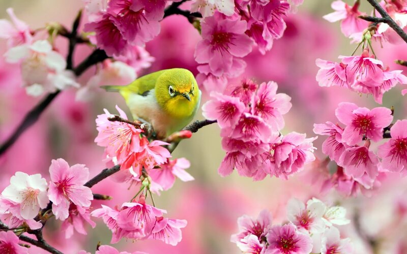 Green Bird on Cherry Blossoms — Pink, Serene, Spring, Photograph, Flowers