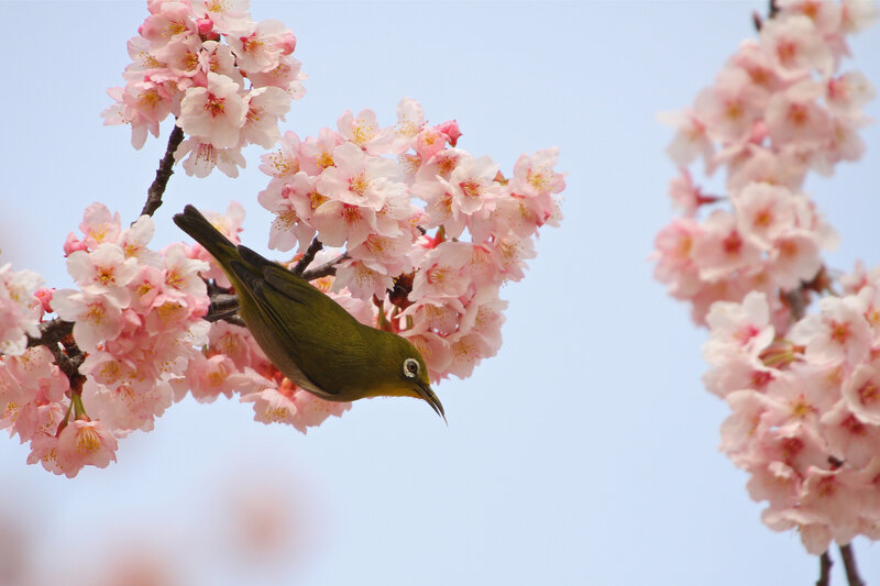 Green Bird on Cherry Blossoms — Pink, Serene, Spring