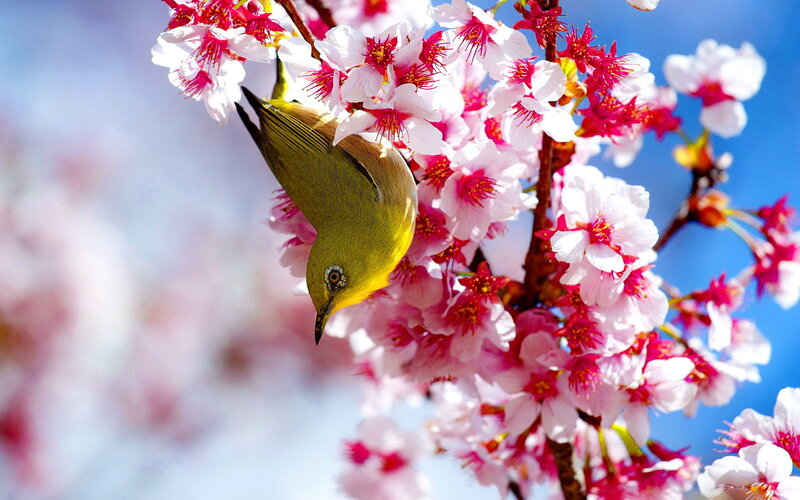 Green Bird on Cherry Blossoms — Pink, Serene