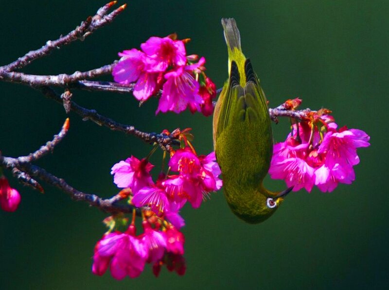 Green Bird on Cherry Blossoms — Pink