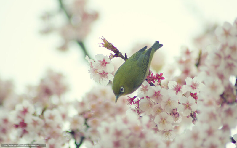 Green Bird on Cherry Blossoms — Serene, Spring, Photograph