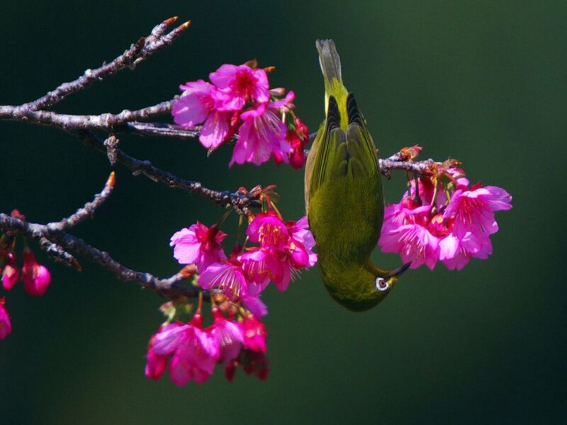 Green Bird on Cherry Blossoms — Serene, Spring