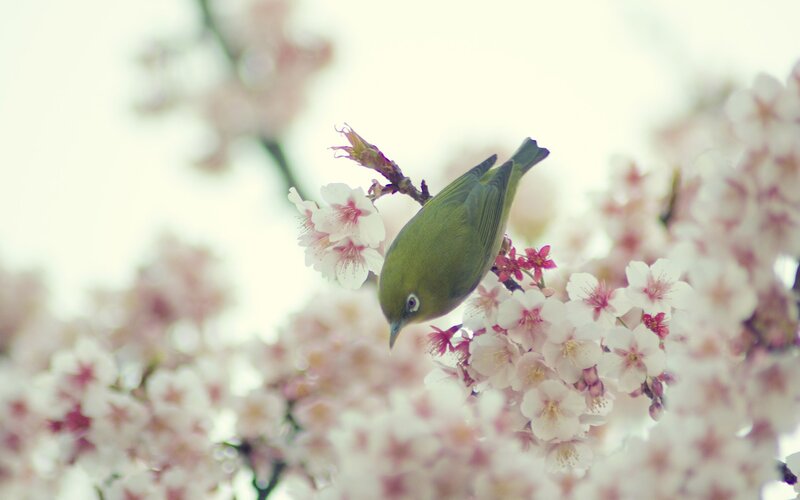 Green bird on cherry blossoms