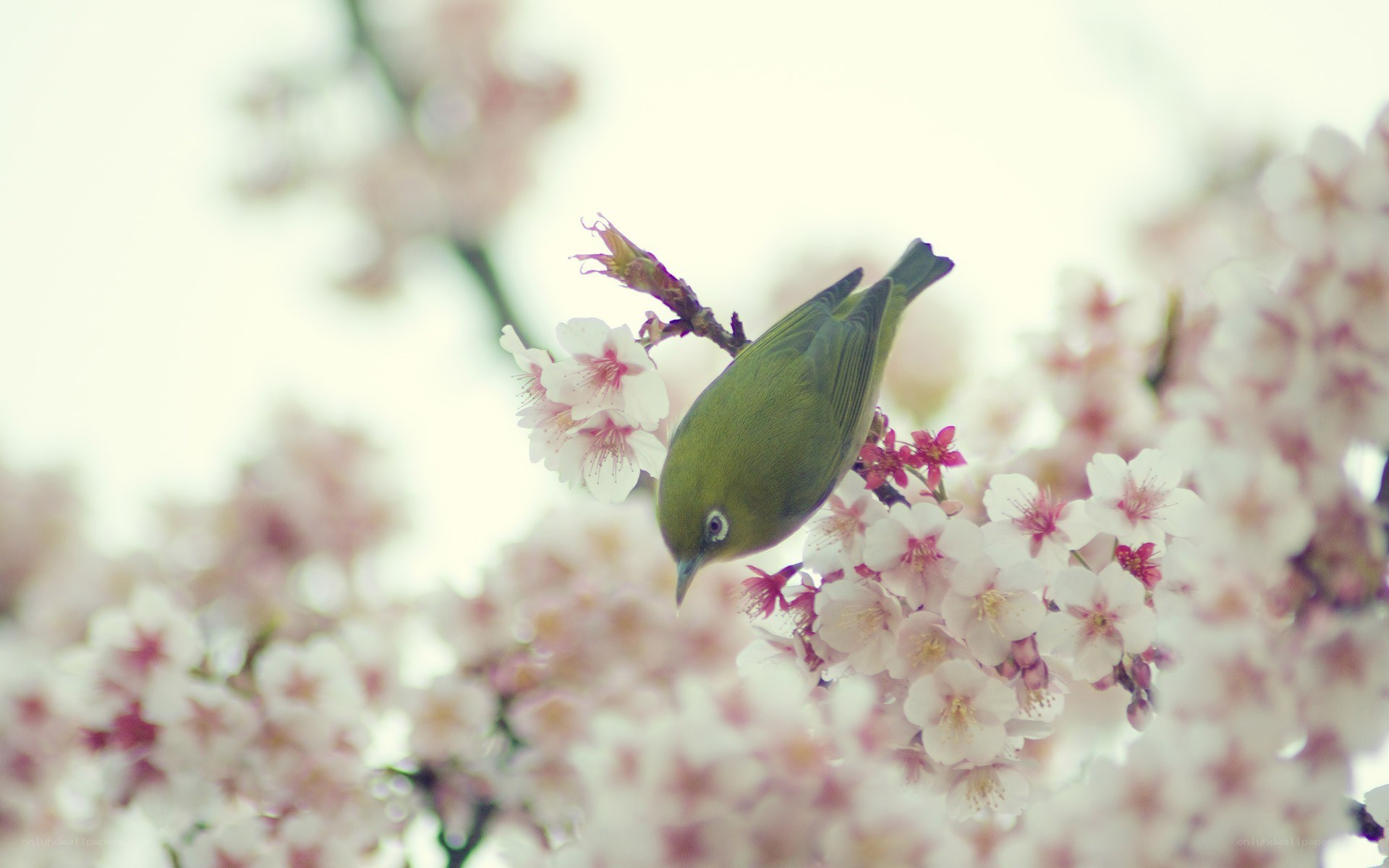 Green bird on cherry blossoms