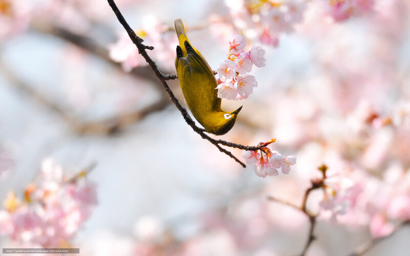 Green Bird on Cherry Branch — Pink, Serene, Spring