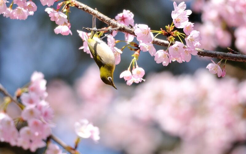 Green Bird on Cherry Branch — Pink, Serene