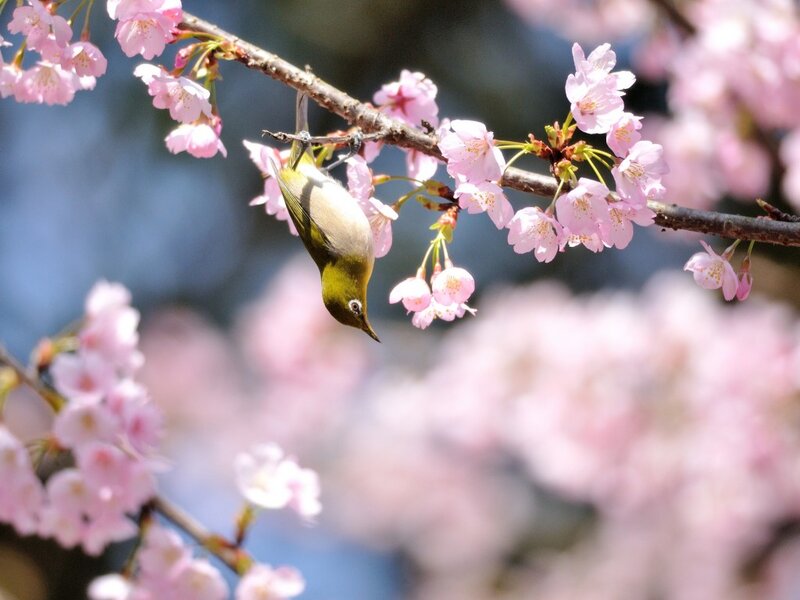 Green Bird on Cherry Branch — Pink