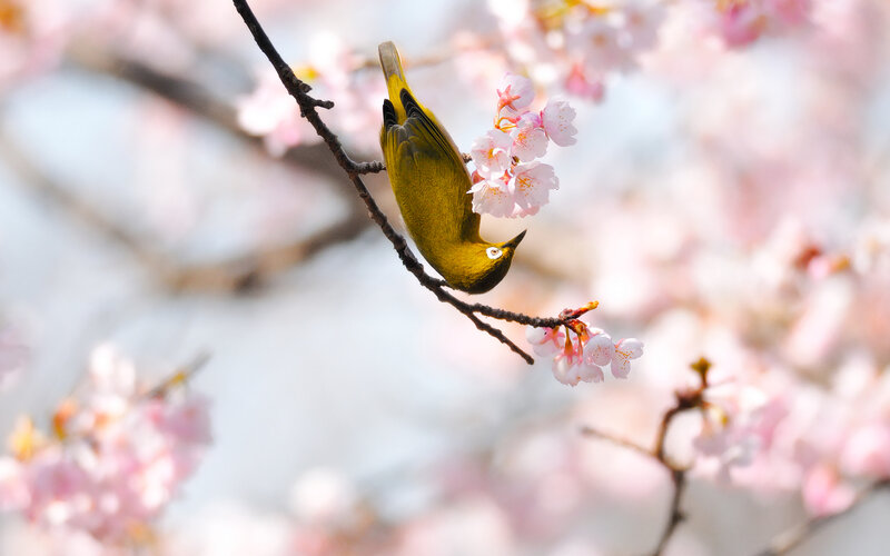 Green Bird on Cherry Branch