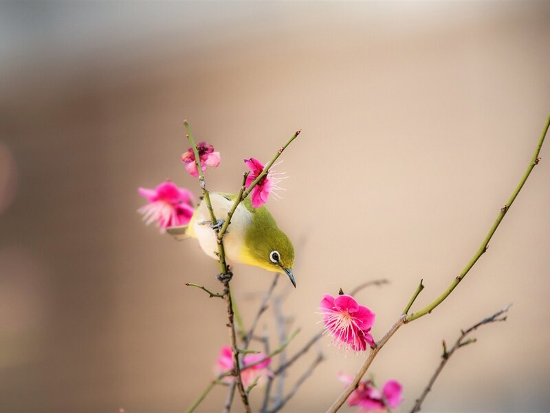 Green Bird on Flower Branch