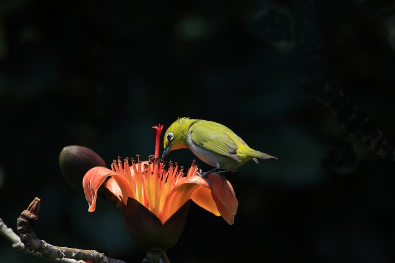 Green Bird on Flower — Dramatic