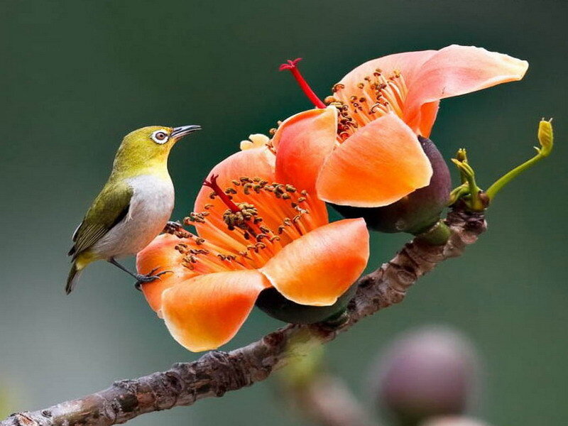 Green Bird on Flower — Orange