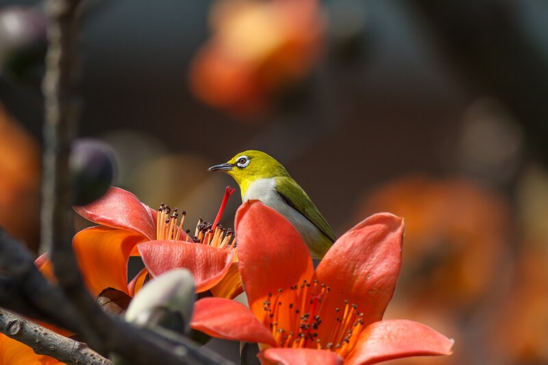 Green Bird on Flower — Red