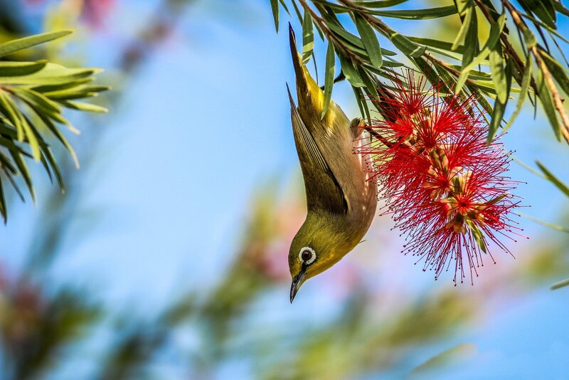 Green Bird on Flower — Serene