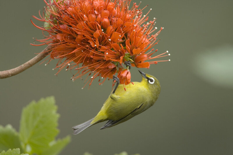Green Bird on Flower