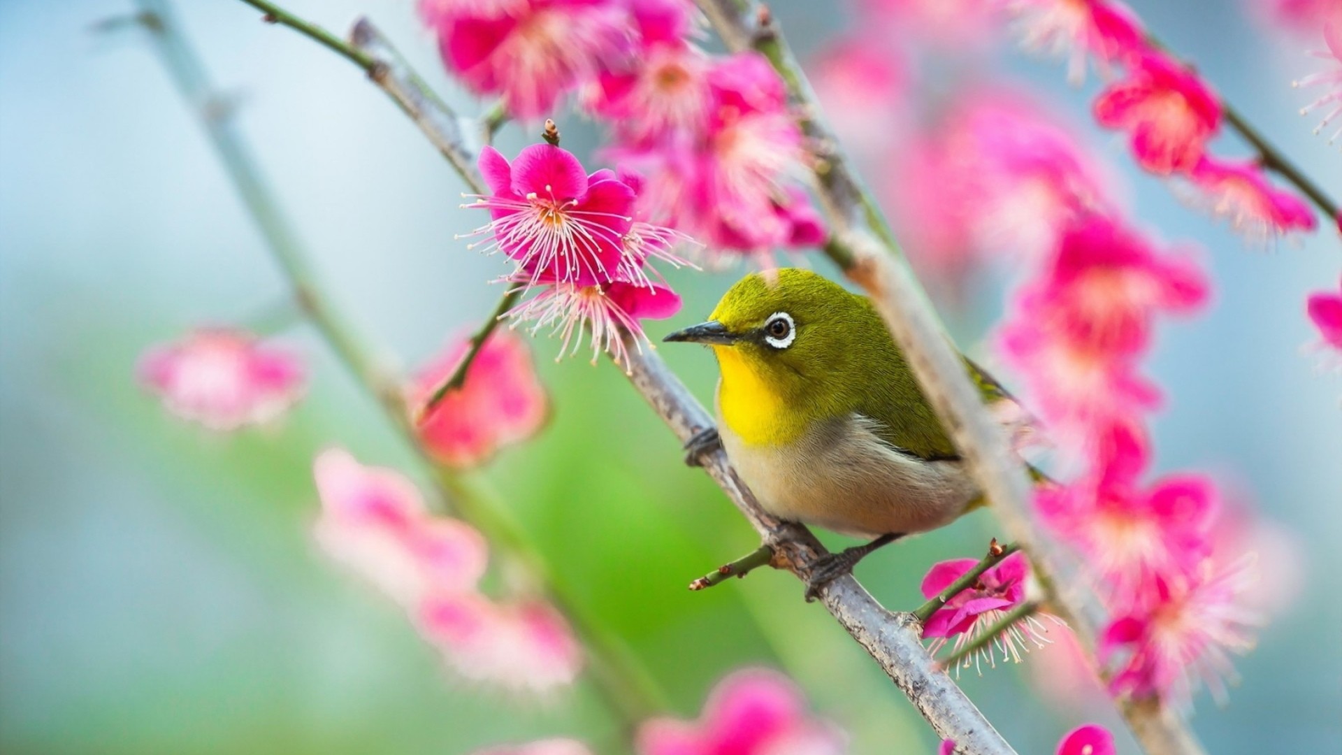 Green bird on flowering branch