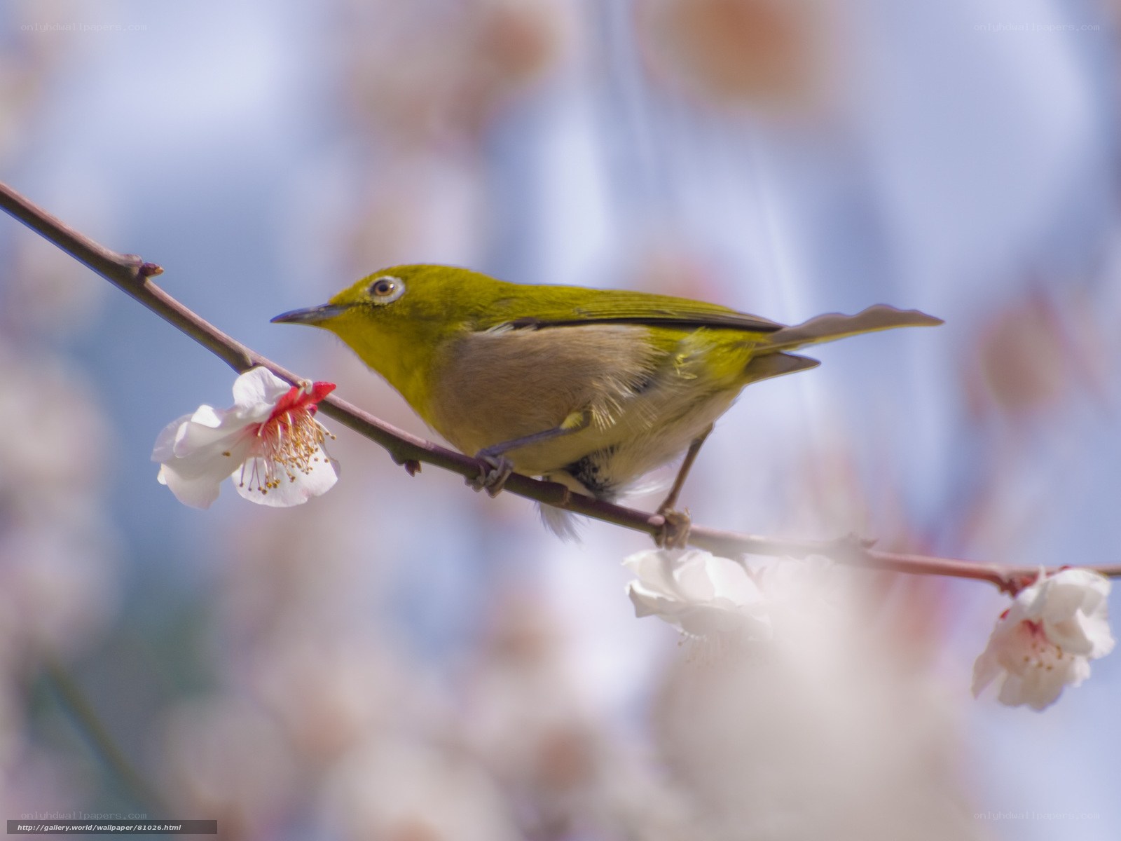Green bird on flowering branch