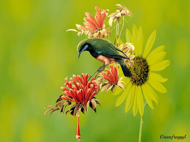 Green Bird on Flowers — Serene