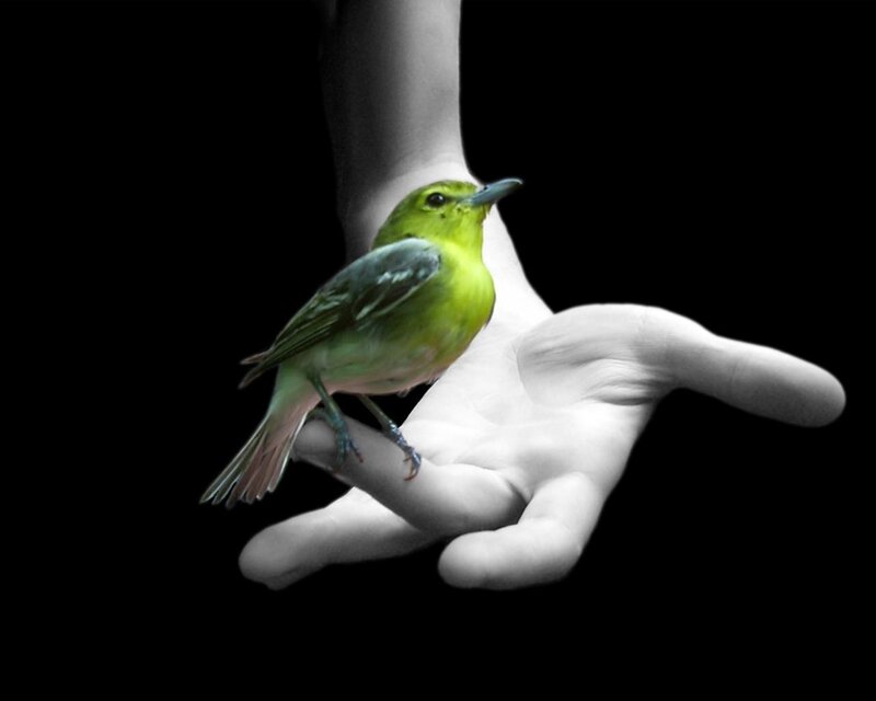 Green Bird on Hand — Dramatic, Photograph, Black Background, White, Black