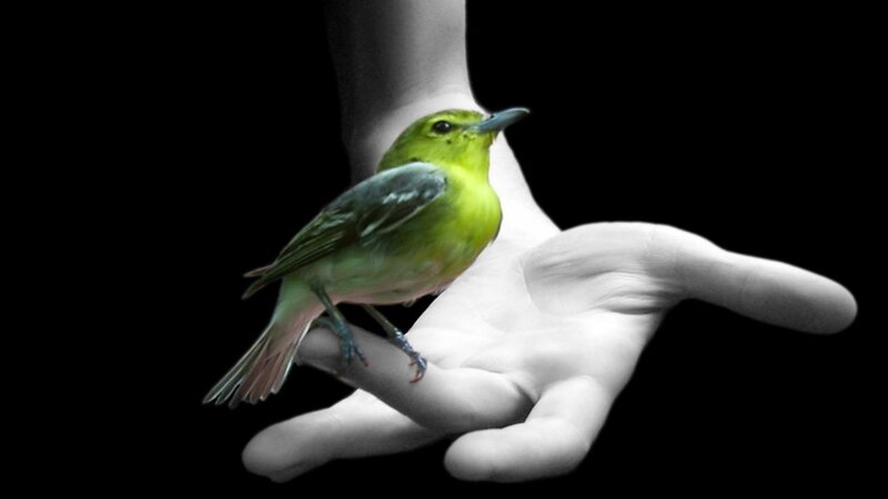 Green Bird on Hand — Serene