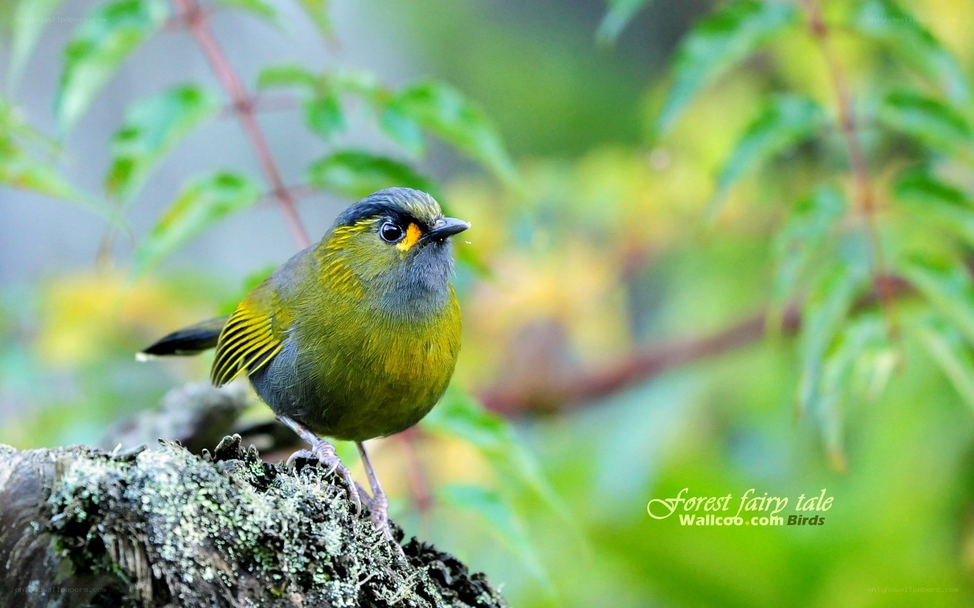 green bird on mossy branch