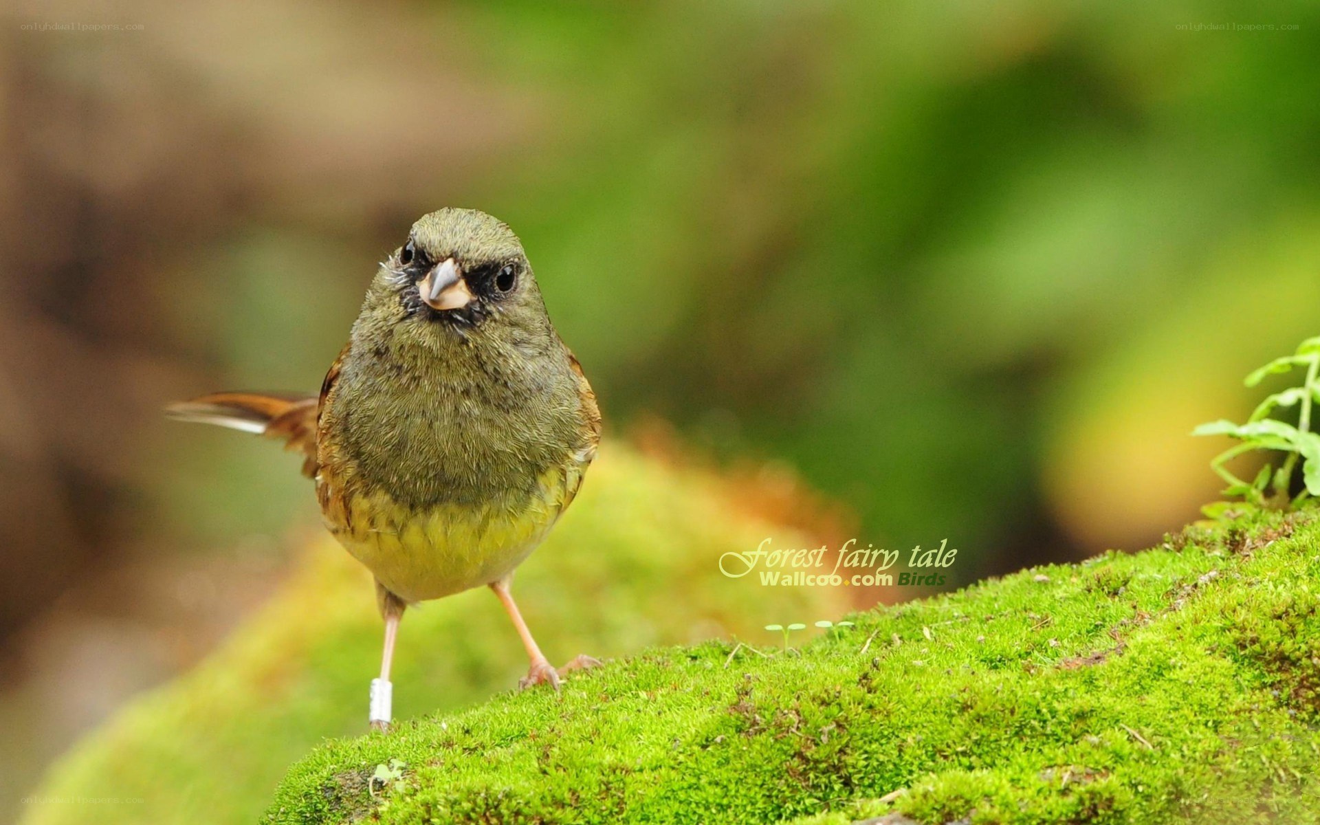 green bird on mossy rock