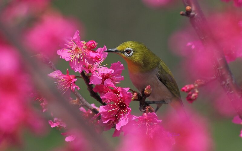 Green Bird on Pink Flowers — Serene