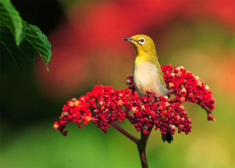 Green Bird on Red Berries — Serene