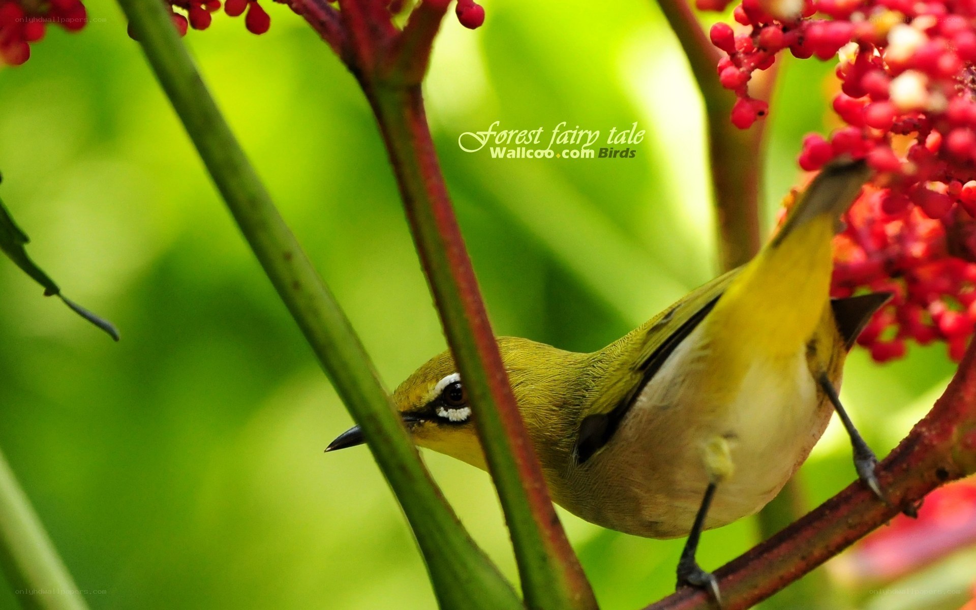 Green bird on red berries