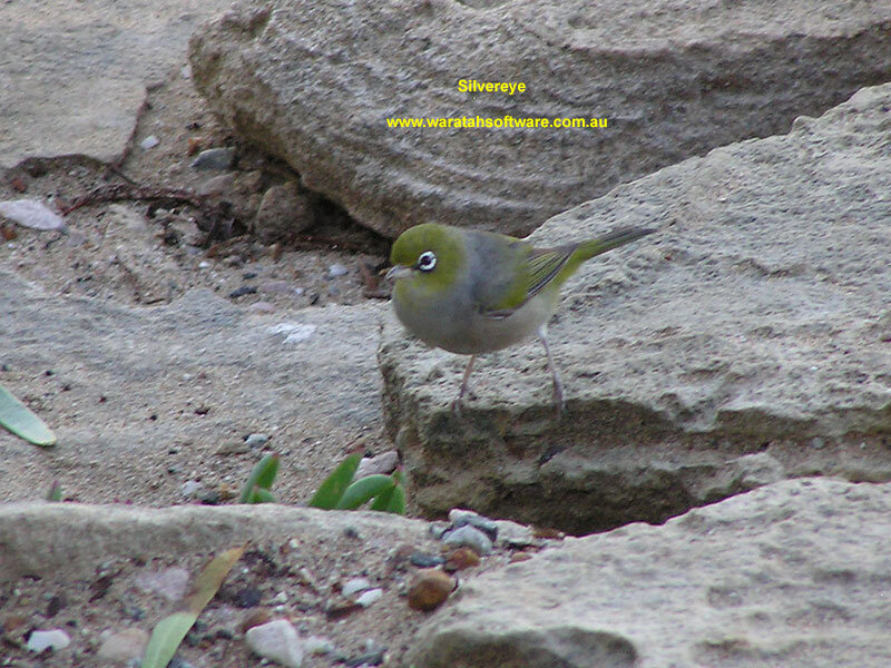 Green Bird on Rocks