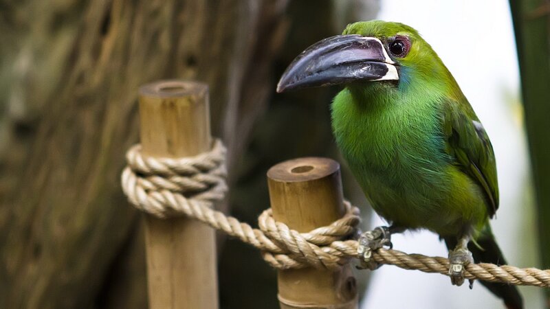 green bird on rope perch