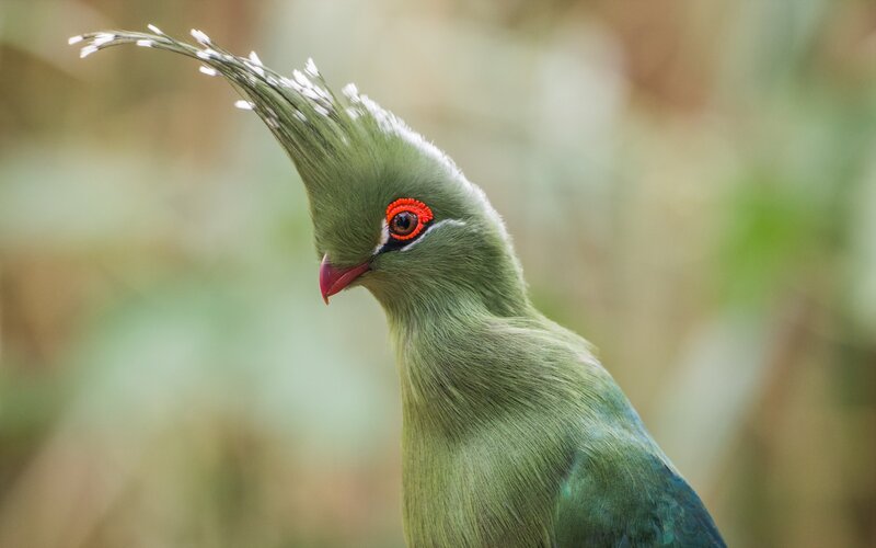 Green Bird with Crest — Calm, Photograph, Feathers