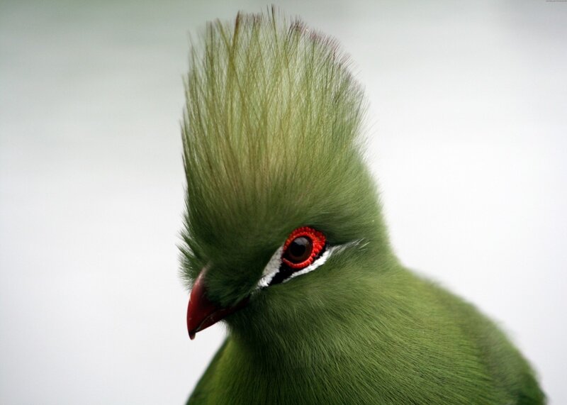 Green Bird with Crest — Calm, Photograph, Red Eye