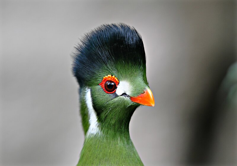 Green Bird with Crest — Calm, Photograph