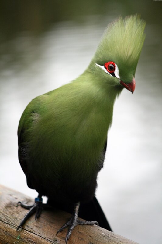 Green Bird with Crest — Calm, Photograph, Wooden Surface