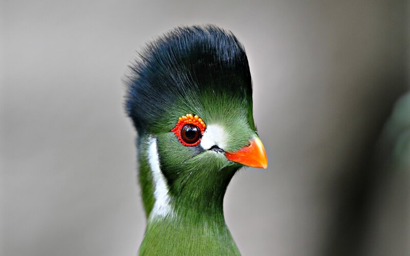 Green Bird with Crest — Calm