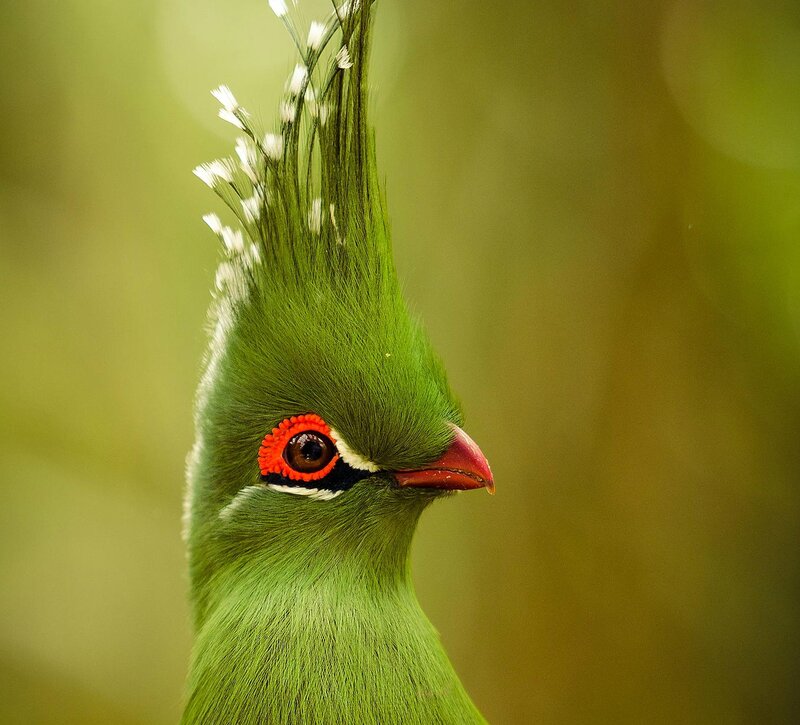 Green Bird with Crest — Natural, Photograph